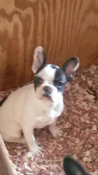 french bulldog puppy 4 sale