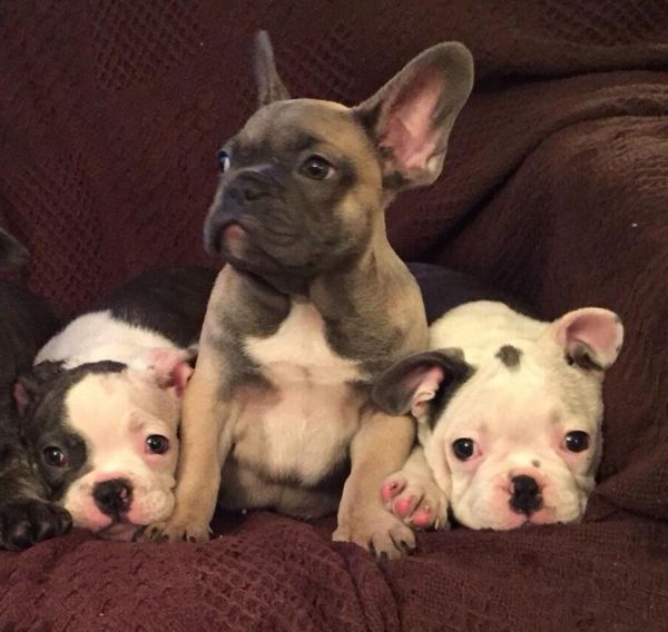 Adorable French Bulldog Puppies
