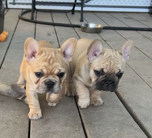 AKC Frenchies