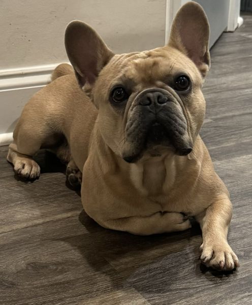 French Bulldog For Sale!