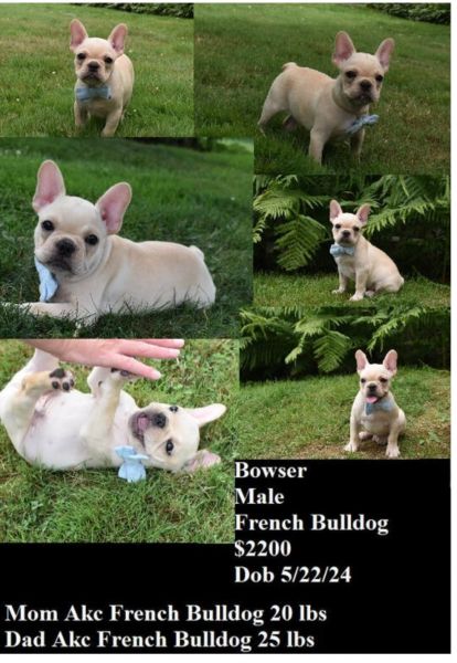 French bulldog pups
