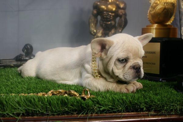 Meet Bashful the Frenchie!