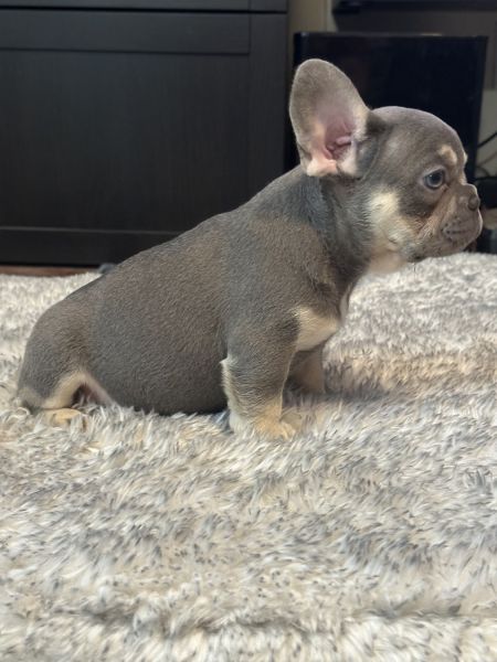 Lilac and Tan Male frenchie puppy