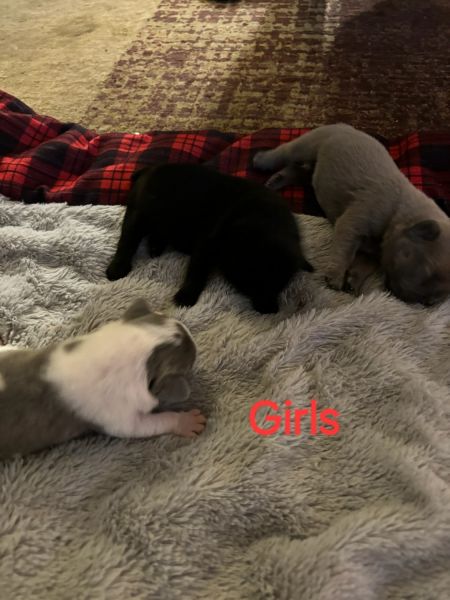 French bulldog puppies