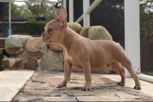 French Bulldog male puppy