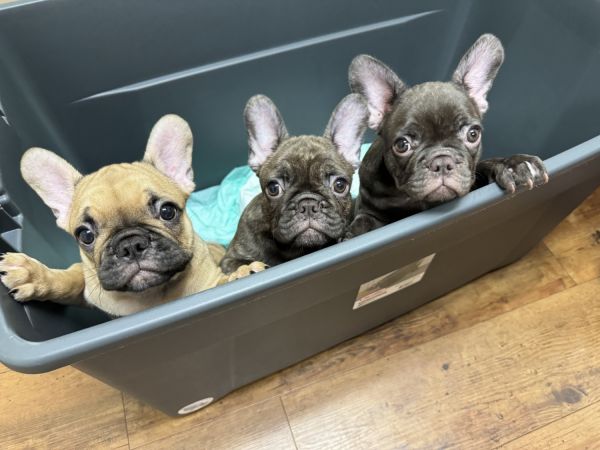 11 week old French bulldog puppies available