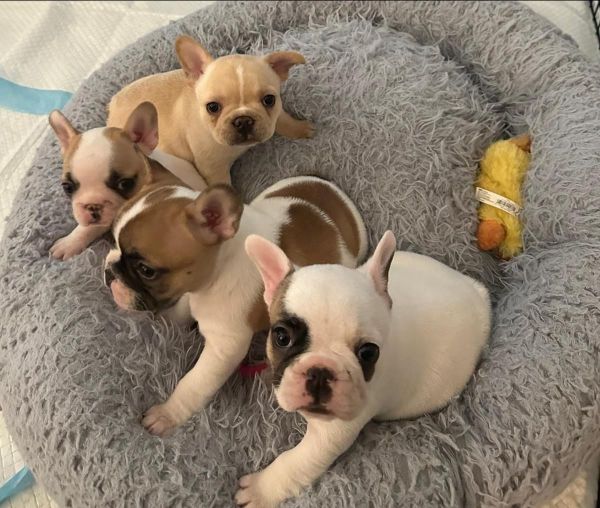 French bulldog puppies