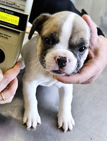 Frenchie bulldog puppies