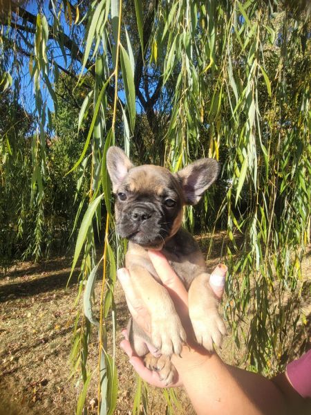 Beautiful French puppy