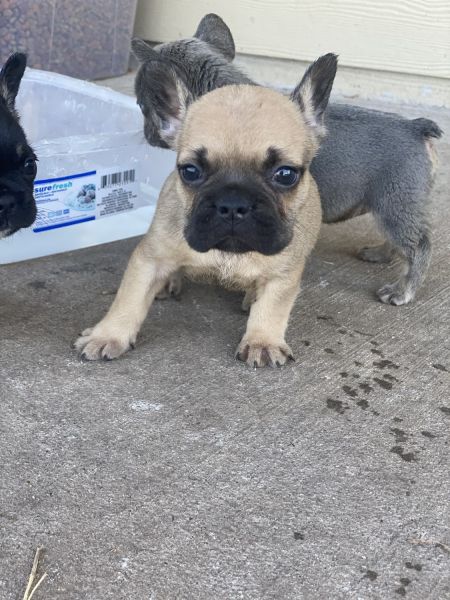 French Bulldog (Richmond)