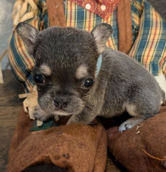 French Bulldog Puppies