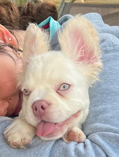 Christmas Gift Frenchie