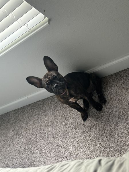 Frenchie 9-10 month pup looking for a new home