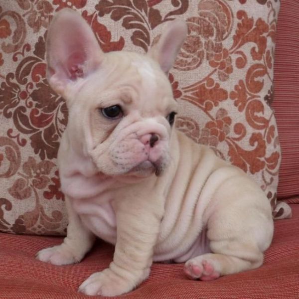 French Bulldog puppies for sale