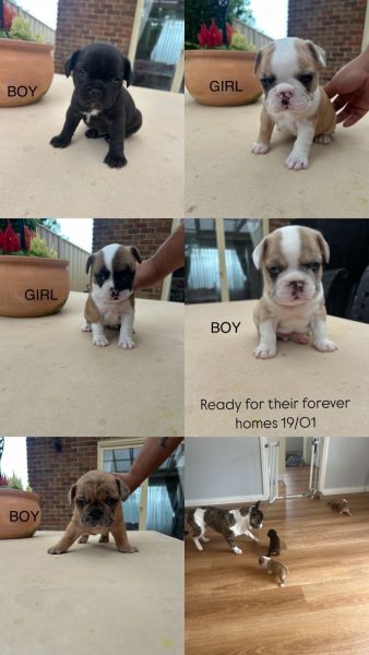 French Bulldog Puppies