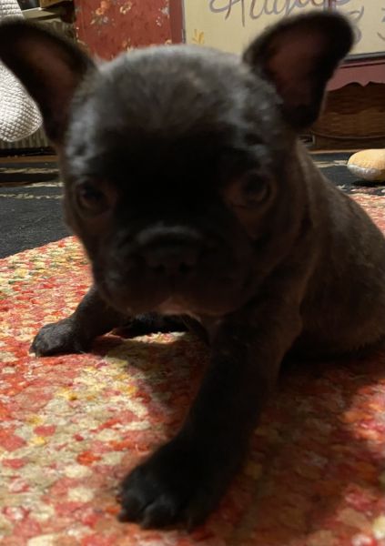 French bulldog
