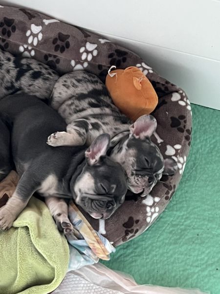 AKC FRENCH BULLDOG PUPPIES, 5 total, 4 are available.