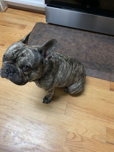 French bulldog for sale