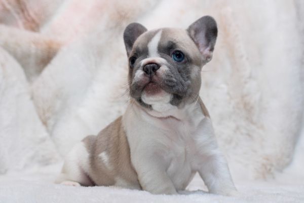 FRENCH BULLDOG FULL AKC PUPS