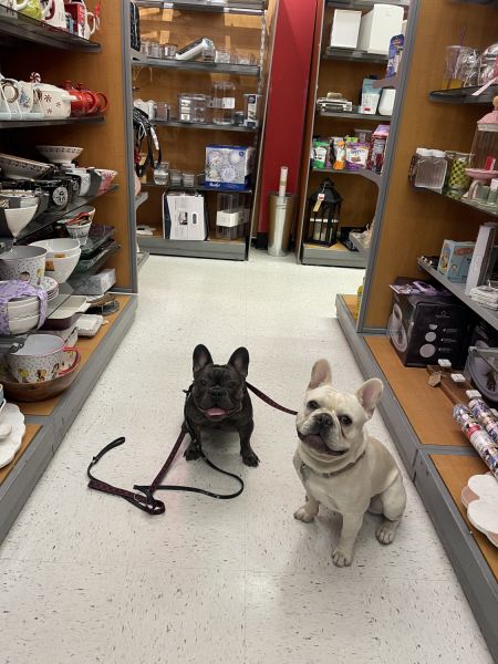 Two gorgeous male siblings 13 months old professionally trained