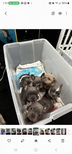 French bulldog puppies