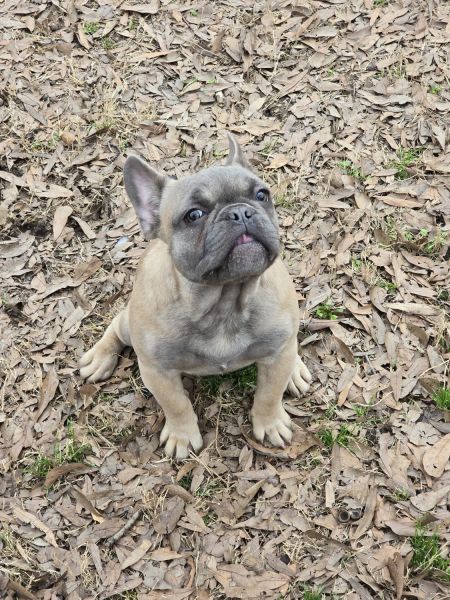 French bulldog