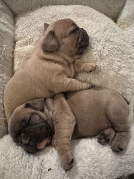 Newborn Frenchies