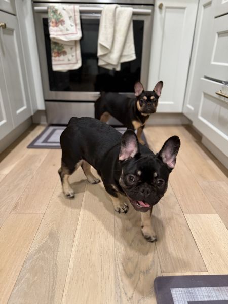 6 month French Bulldog