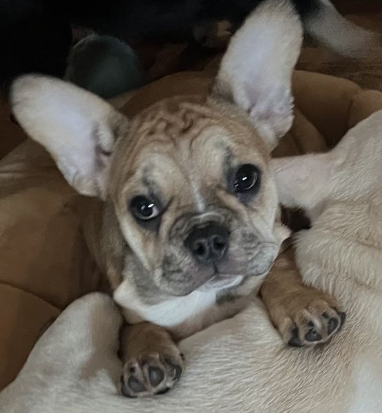 French bulldog