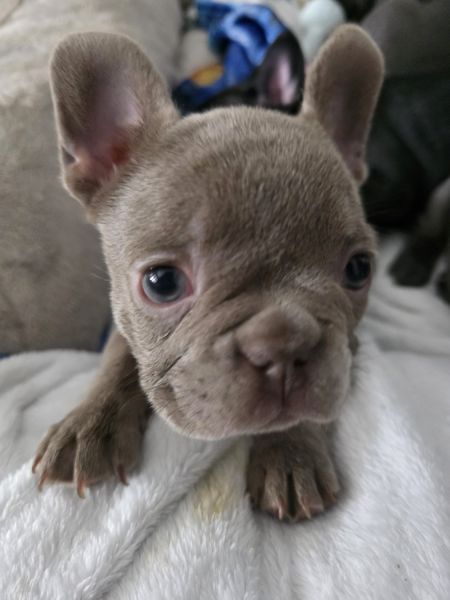 French bulldog