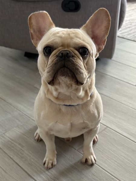 Male beige bulldog