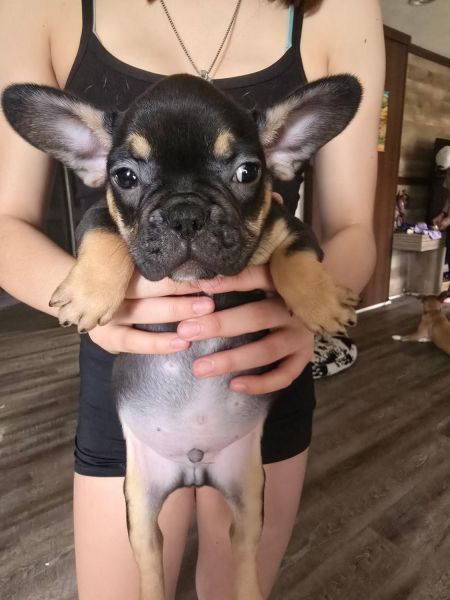 Frenchie Puppies
