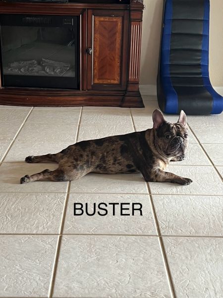 Buster 3 year old frenchie