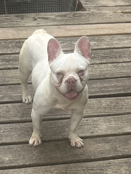 French bulldog