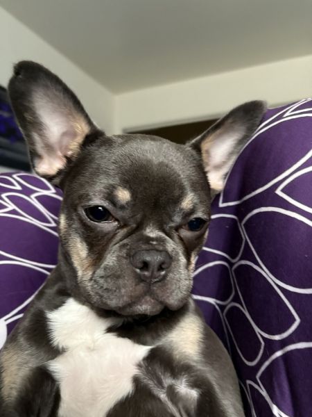 French bulldog for sale. Born 10/2/24 female $1,000