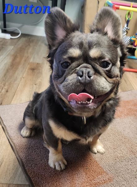 Santa\'s Finest Frenchies