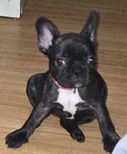 French Bulldogs Puppies