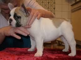 Last One Left French Bulldog Girl