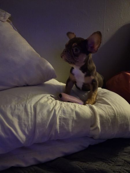 12 week old frenchie