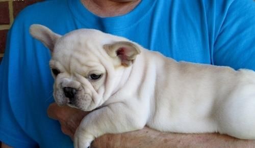 friendly little girl pug puppies for sale.