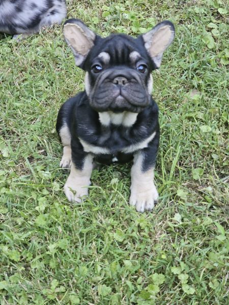 Stevie, Black with Tan points, Fluffy Carrying Male