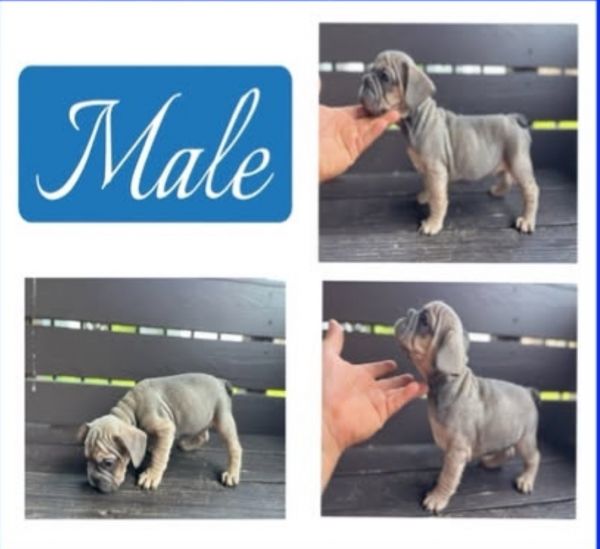 Big Rope Frenchies $3500-$4500