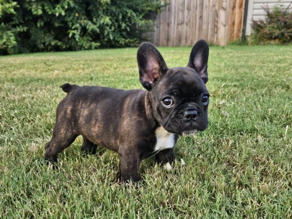 AKC French Bulldog Puppies