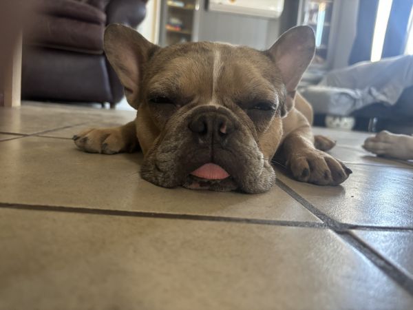 Merle Frenchie