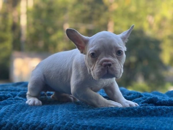 Mattie French Bulldog