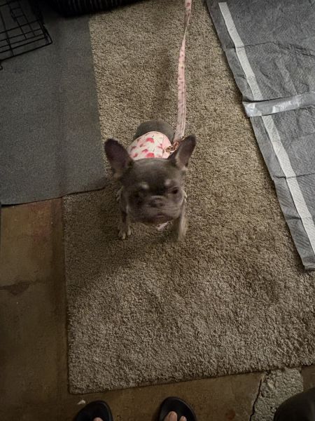 7 month old frenchie