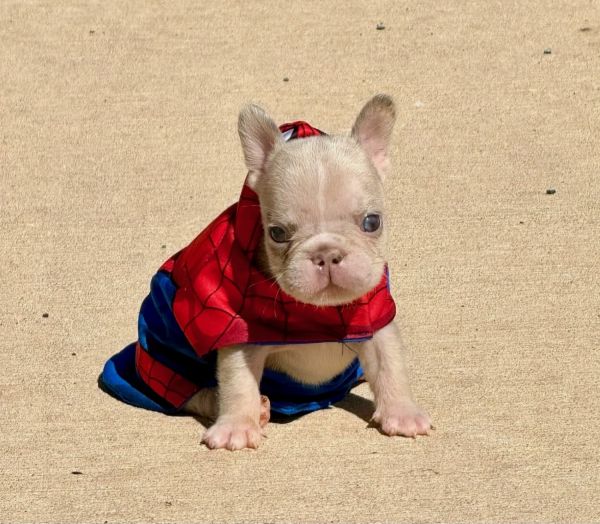 8 week old Merle Male Frenchie