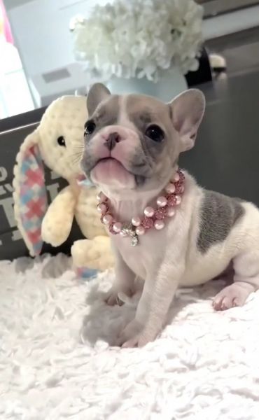 Adorable 12-Week-Old Female French Bulldog Puppy – Meet Bella!