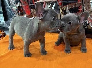 Loving Carrying frenchie rehoming