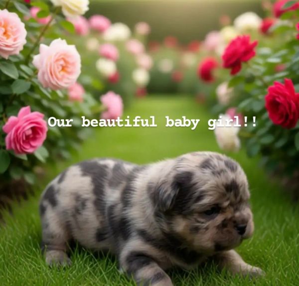 French bulldog puppies